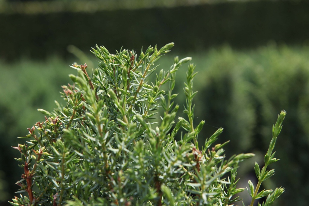 [JCAR40C3] JUNIPERUS COMMUNIS 'ARNOLD' (Pot 3 liter, 40-50 cm)