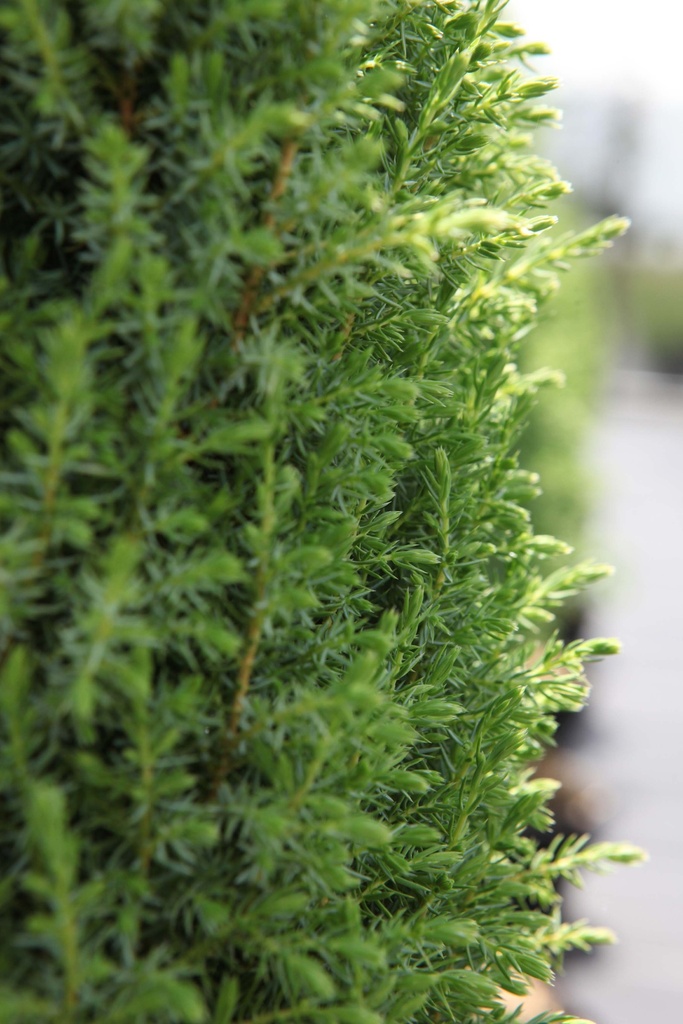 JUNIPERUS COMMUNIS 'COMPRESSA'