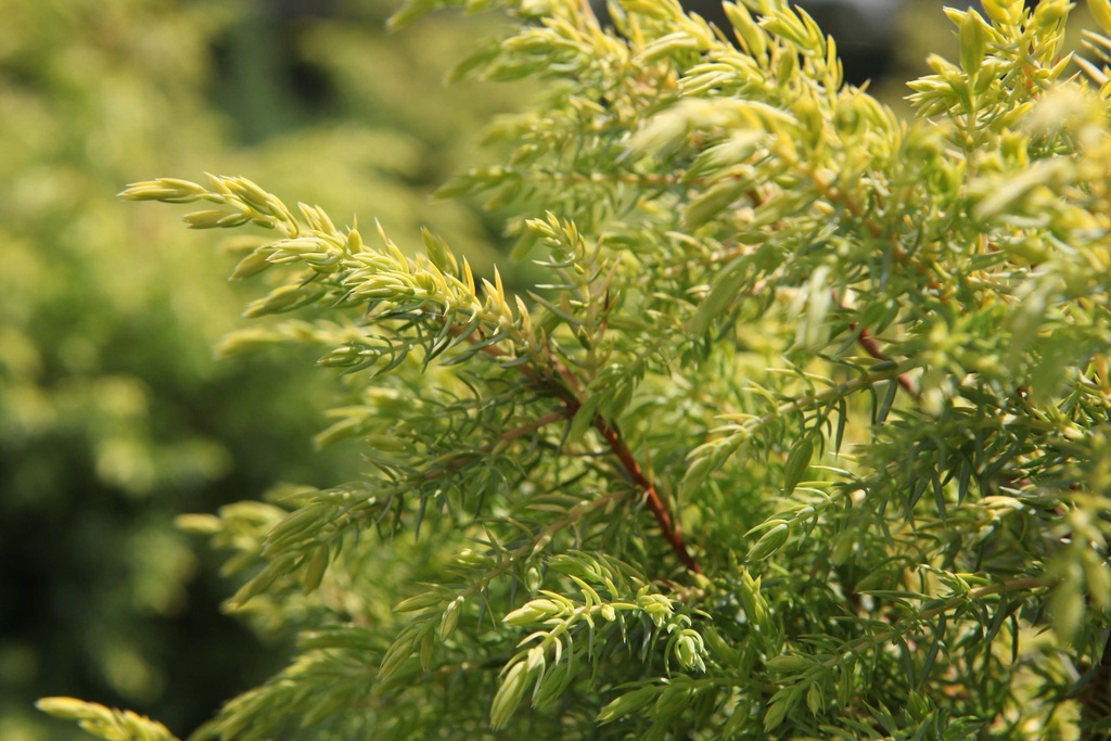[xx] JUNIPERUS COMMUNIS 'GOLD CONE' (Pot 3 liter, 25-30 cm)