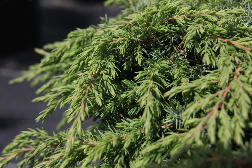 [JCGCA30] JUNIPERUS COMMUNIS 'GREEN CARPET' (Pot 3 litres, 30-40 cm)