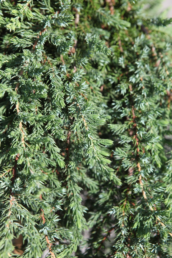 [xx] JUNIPERUS COMMUNIS 'GREEN MANTLE' (Pot 12 liter, 60 cm stam)