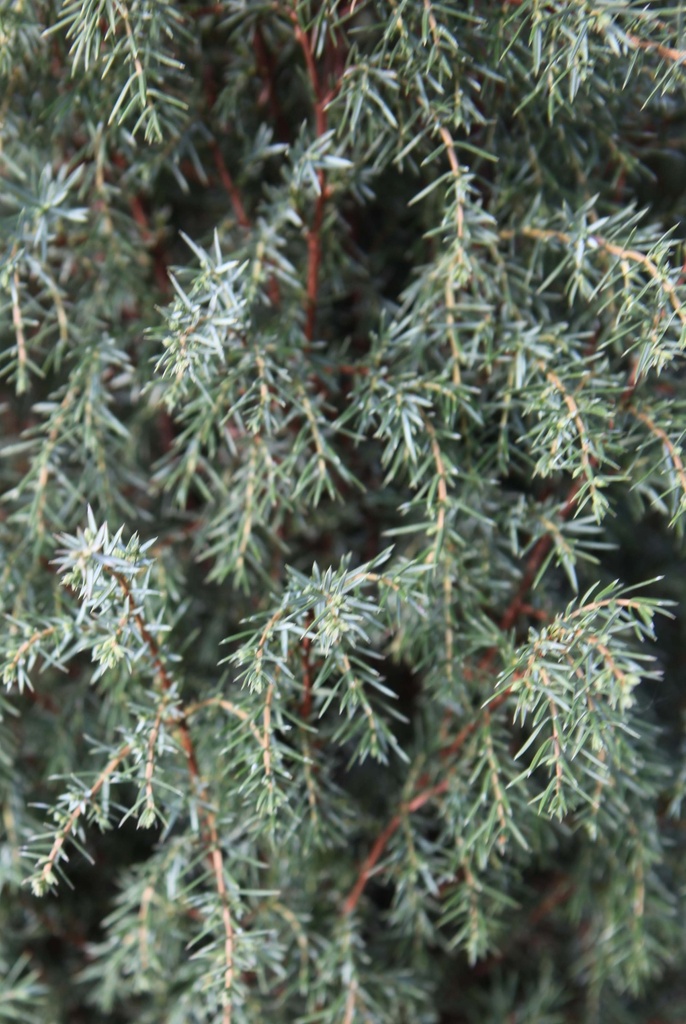 [JCHI60] JUNIPERUS COMMUNIS 'HIBERNICA' (Pot 7 litres, 60-80 cm)