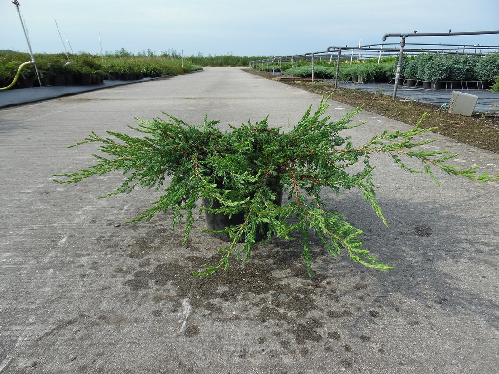 [JCRE30] JUNIPERUS COMMUNIS 'REPANDA' (Pot 3 liter, 30-40 cm)