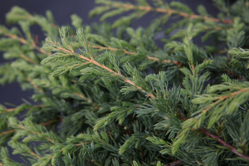 [JCRE30] JUNIPERUS COMMUNIS 'REPANDA' (Pot 3 litres, 30-40 cm)