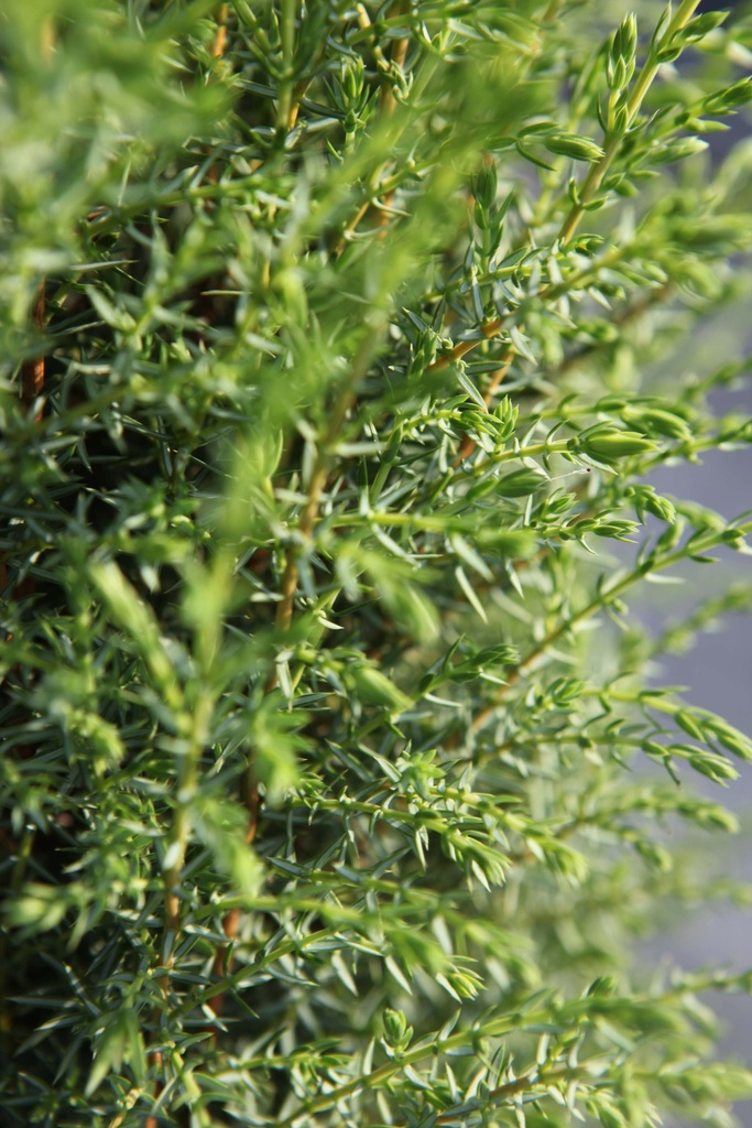 [xx] JUNIPERUS COMMUNIS 'SENTINEL' (Pot 15 liter, 100-125 cm)