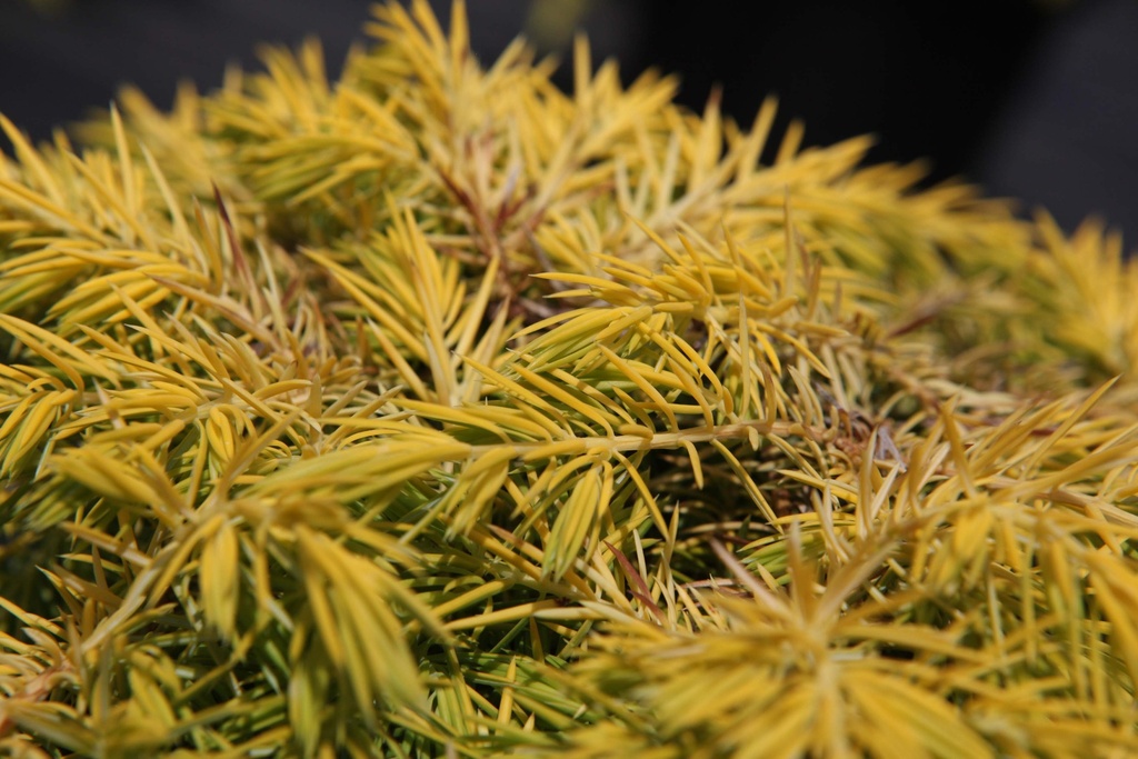 [xx] JUNIPERUS CONFERTA 'ALL GOLD' (Pot 3 litres, 25-30 cm)