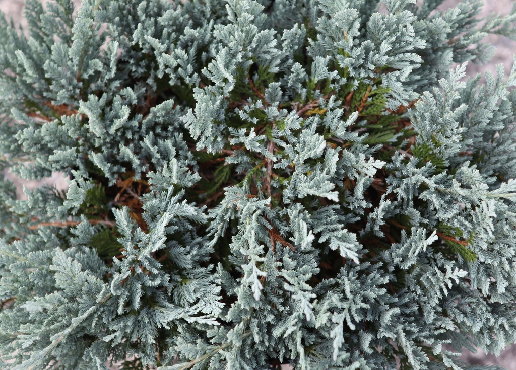 [JHBCH253] JUNIPERUS HORIZONTALIS 'BLUE CHIP' (Pot 3 liter, 25-30 cm)