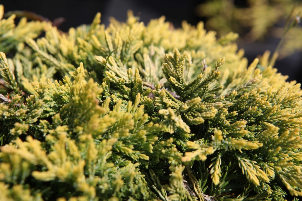 [xx] JUNIPERUS HORIZONTALIS 'GOLDEN CARPET' (Pot 3 litres, 25-30 cm)