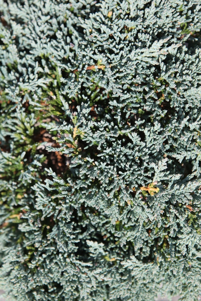 [xx] JUNIPERUS HORIZONTALIS ICEE BLUE (Pot 2 litres, 20-25 cm)