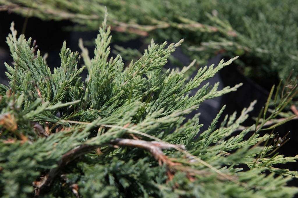[xx] JUNIPERUS HORIZONTALIS 'JADE RIVER' (Pot 7 liter, 40-50 cm)