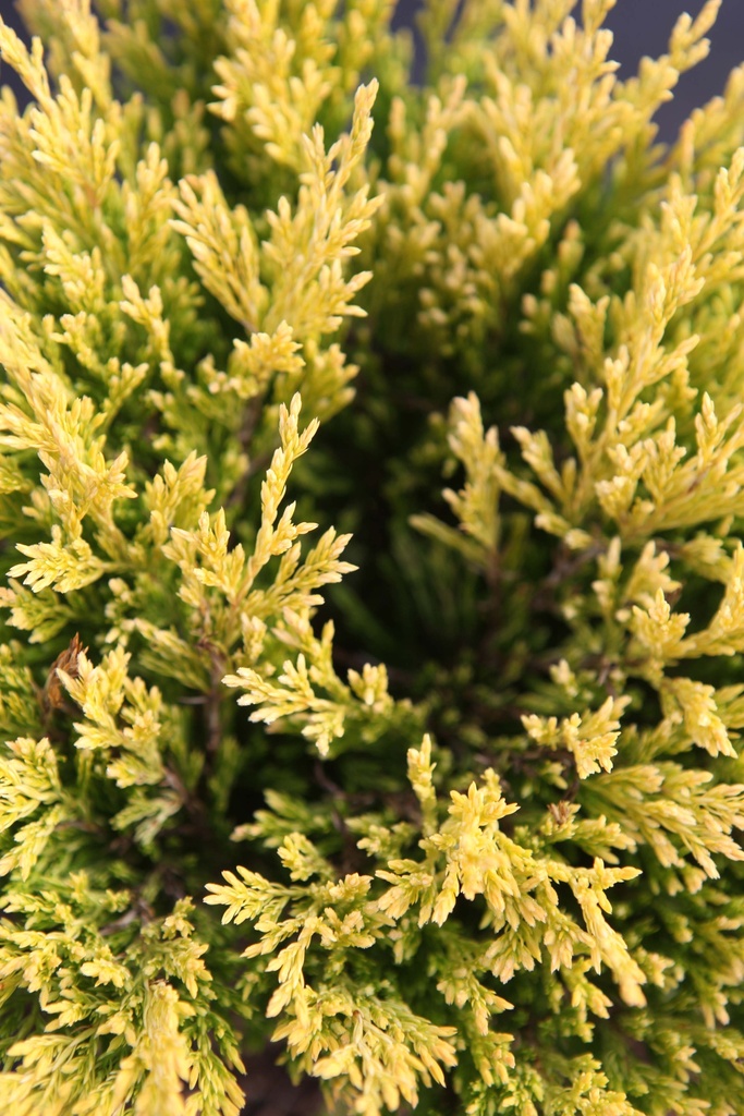 JUNIPERUS HORIZONTALIS 'LIMEGLOW'