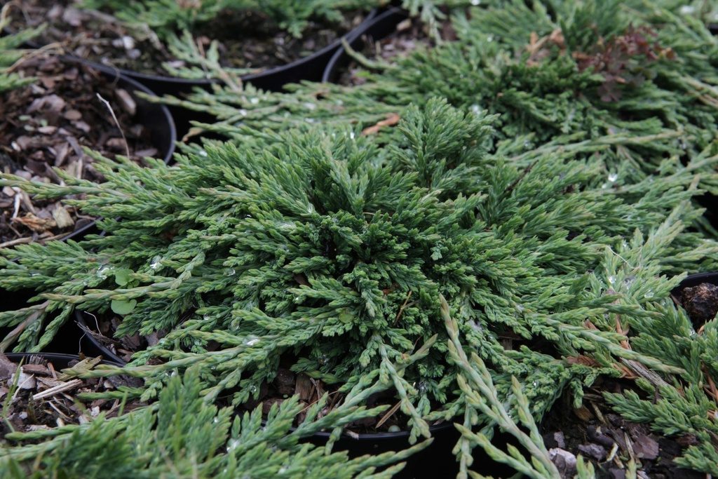 [xx] JUNIPERUS HORIZONTALIS 'PANCAKE' (Pot 3 liter, 25-30 cm)