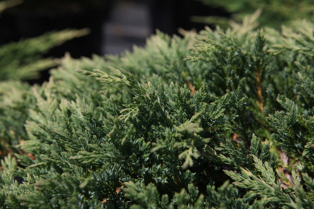 [JHPOWA30] JUNIPERUS HORIZONTALIS 'PRINCE OF WALES' (Pot 3 litres, 30-40 cm)
