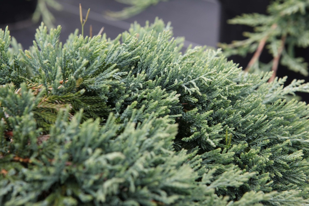 JUNIPERUS HORIZONTALIS 'WILTONII'