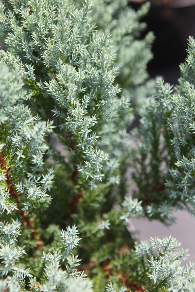[xx] JUNIPERUS PFITZERIANA 'BLUE CHIFFON' (Pot 3 liter, 25-30 cm)