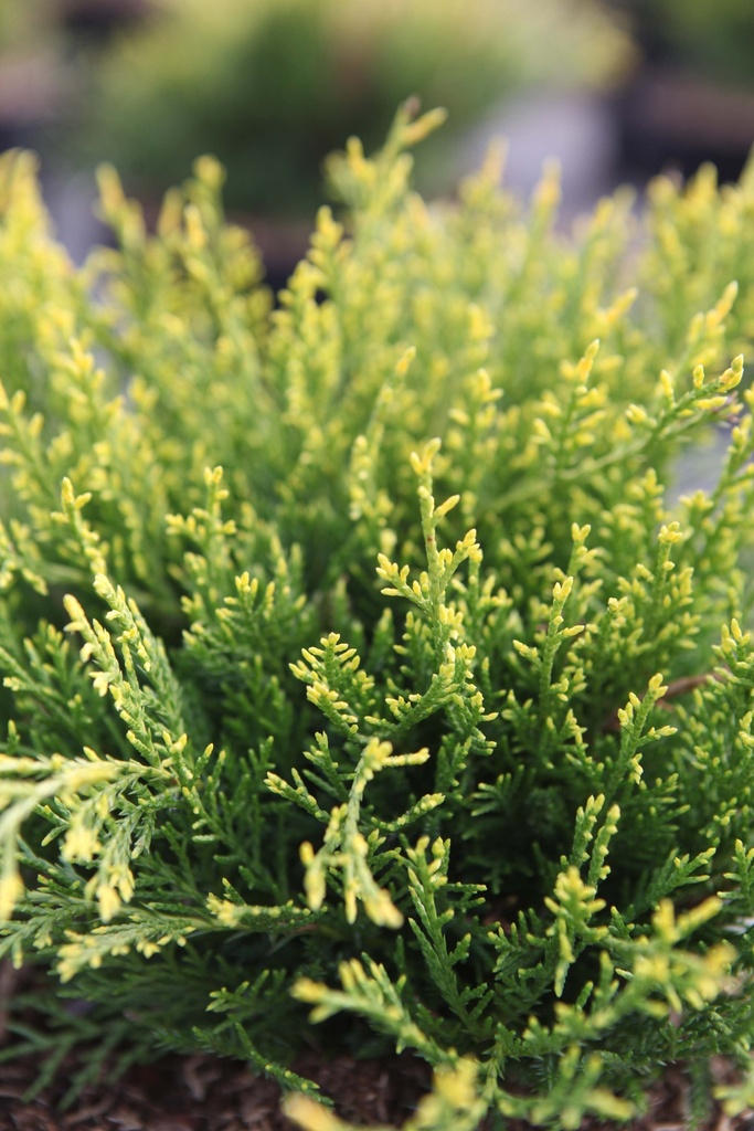 [xx] JUNIPERUS PFITZERIANA 'GOLD COAST' (Pot 3 litres, 25-30 cm)