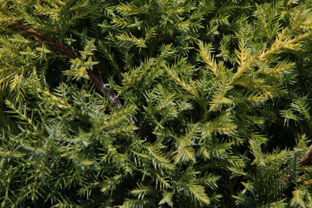 [xx] JUNIPERUS PFITZERIANA 'GOLDKISSEN' (Pot 3 liter, 30-40 cm)