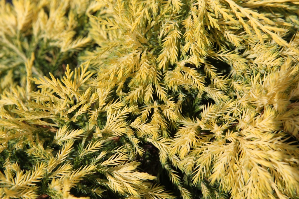 [xx] JUNIPERUS PFITZERIANA 'KING OF SPRING' (Pot 3 litres, 30-40 cm)