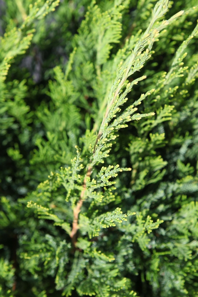 [JMMJU30] JUNIPERUS PFITZERIANA 'MINT JULEP' (Pot 3 liter, 30-40 cm)