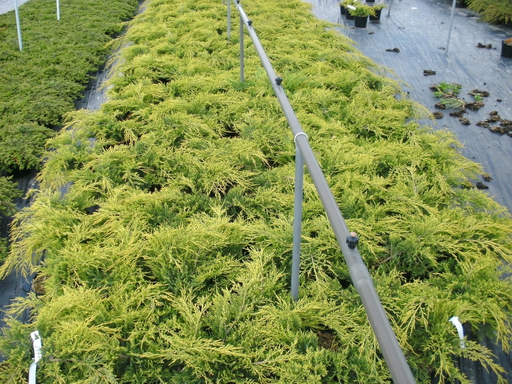 [JMOGO30] JUNIPERUS PFITZERIANA 'OLD GOLD' (Pot 3 liter, 30-40 cm)
