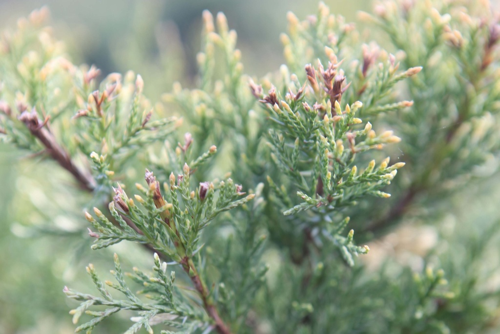 JUNIPERUS PFITZERIANA 'WHITE SPLASH'