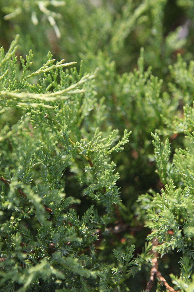 JUNIPERUS SABINA
