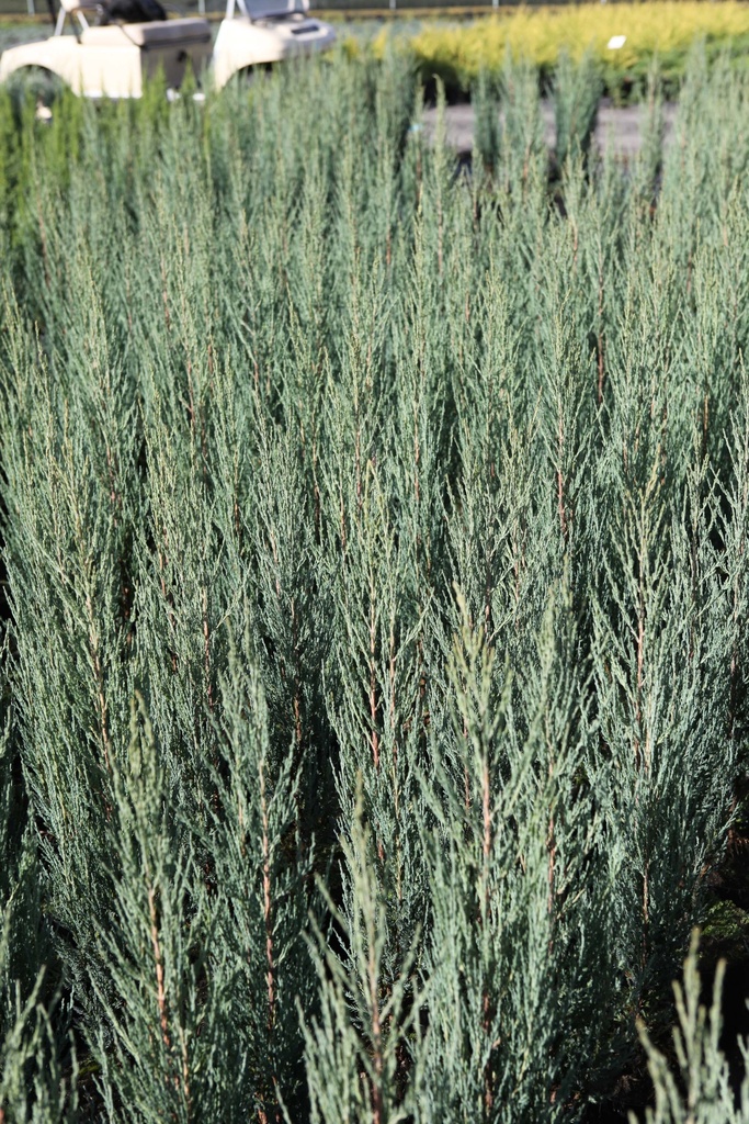[xx] JUNIPERUS SCOPULORUM 'BLUE ARROW' (Pot, 150-175 cm)