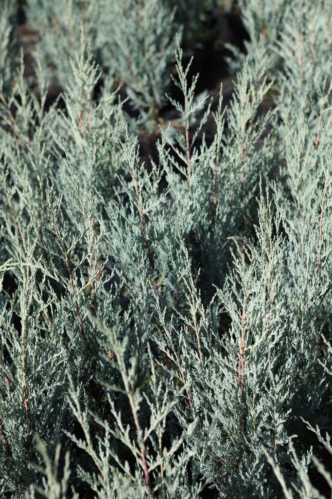 JUNIPERUS SCOPULORUM 'MOONGLOW'