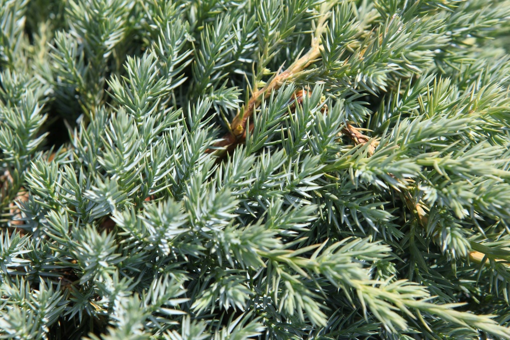 [JSBCA30] JUNIPERUS SQUAMATA 'BLUE CARPET' (Pot 3 liter, 30-40 cm)