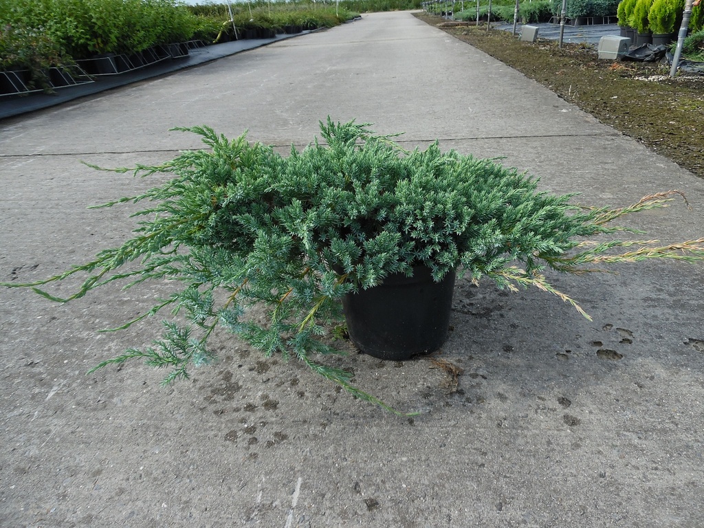 [JSBCA30] JUNIPERUS SQUAMATA 'BLUE CARPET' (Pot 3 liter, 30-40 cm)