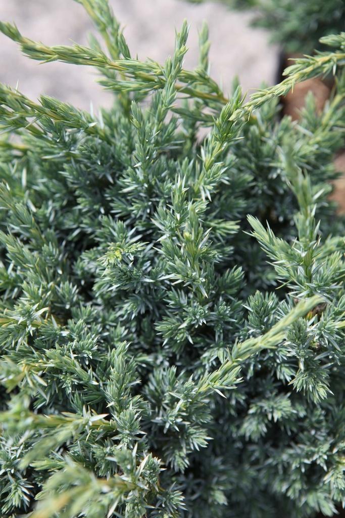 JUNIPERUS SQUAMATA 'BLUE COMPACT'