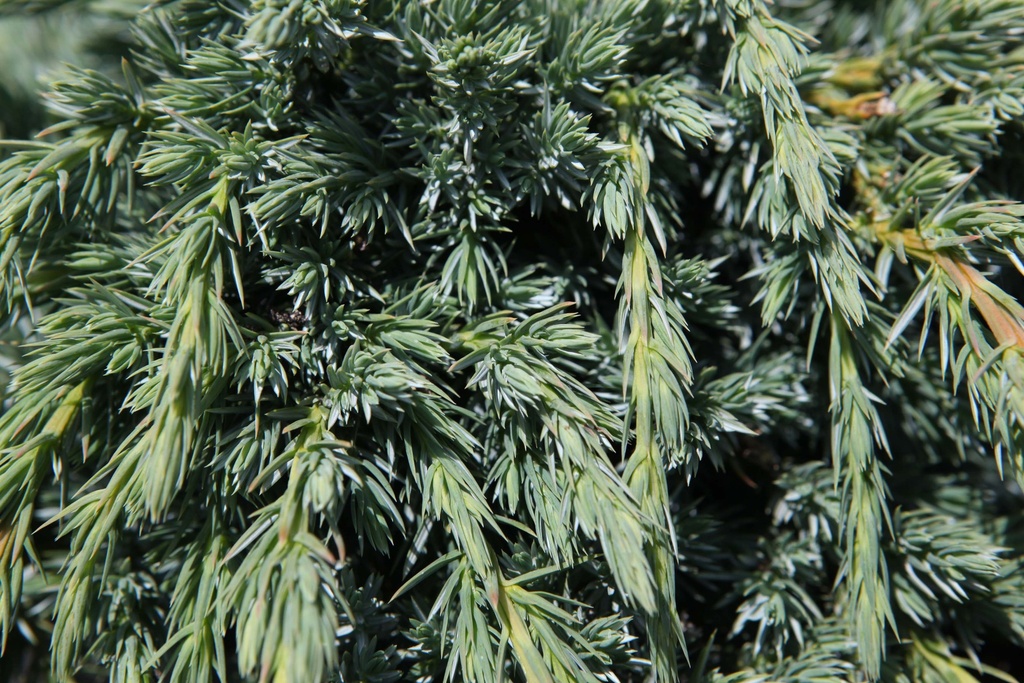 JUNIPERUS SQUAMATA 'BLUE SPIDER'