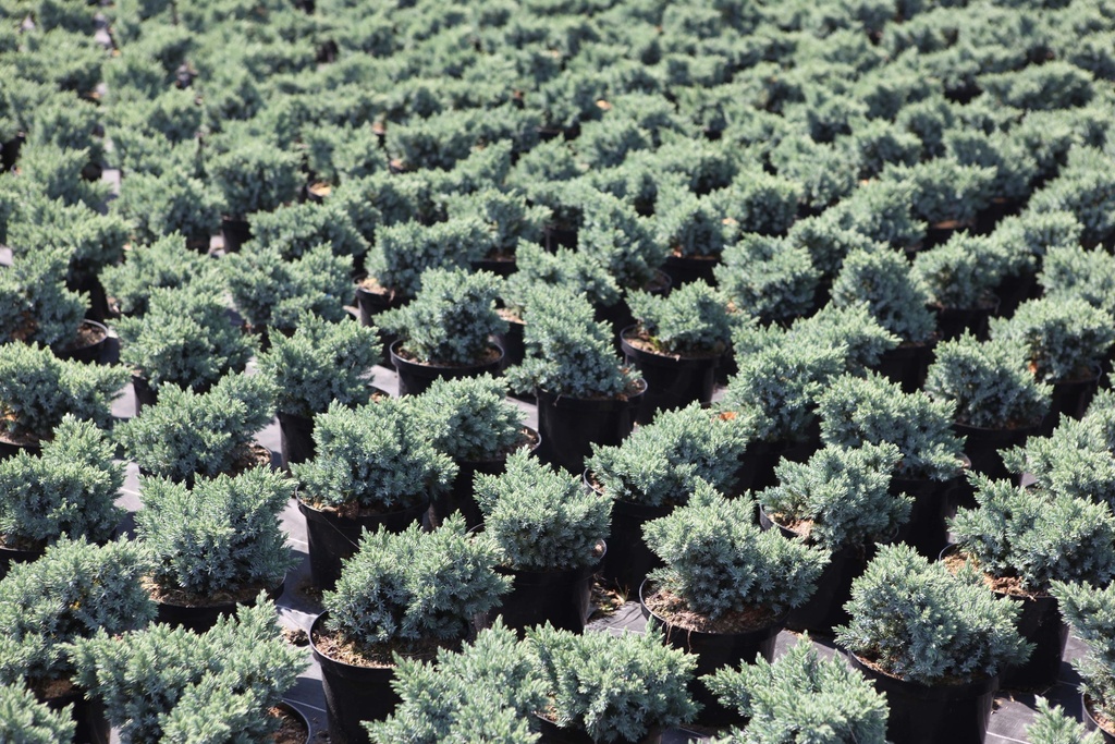 [JSBST153] JUNIPERUS SQUAMATA 'BLUE STAR' (Pot 2 litres, 15-20 cm)