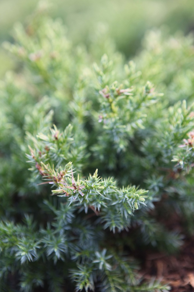 JUNIPERUS SQUAMATA 'BLUE SWEDE'
