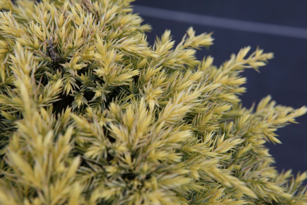 [xx] JUNIPERUS SQUAMATA 'DREAM JOY' (Pot 3 liter, 30-40 cm)