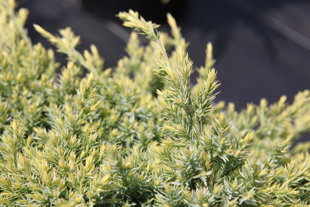 [xx] JUNIPERUS SQUAMATA 'HOLGER' (Pot 3 liter, 25-30 cm)