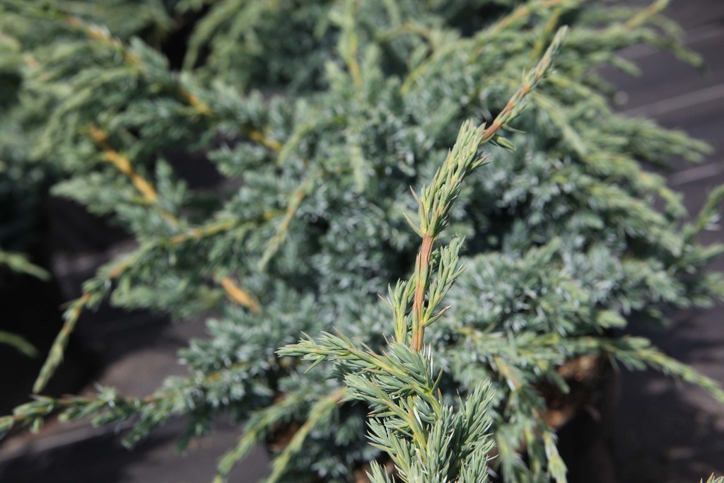 [JSME253] JUNIPERUS SQUAMATA 'MEYERI' (Pot 3 litres, 25-30 cm)