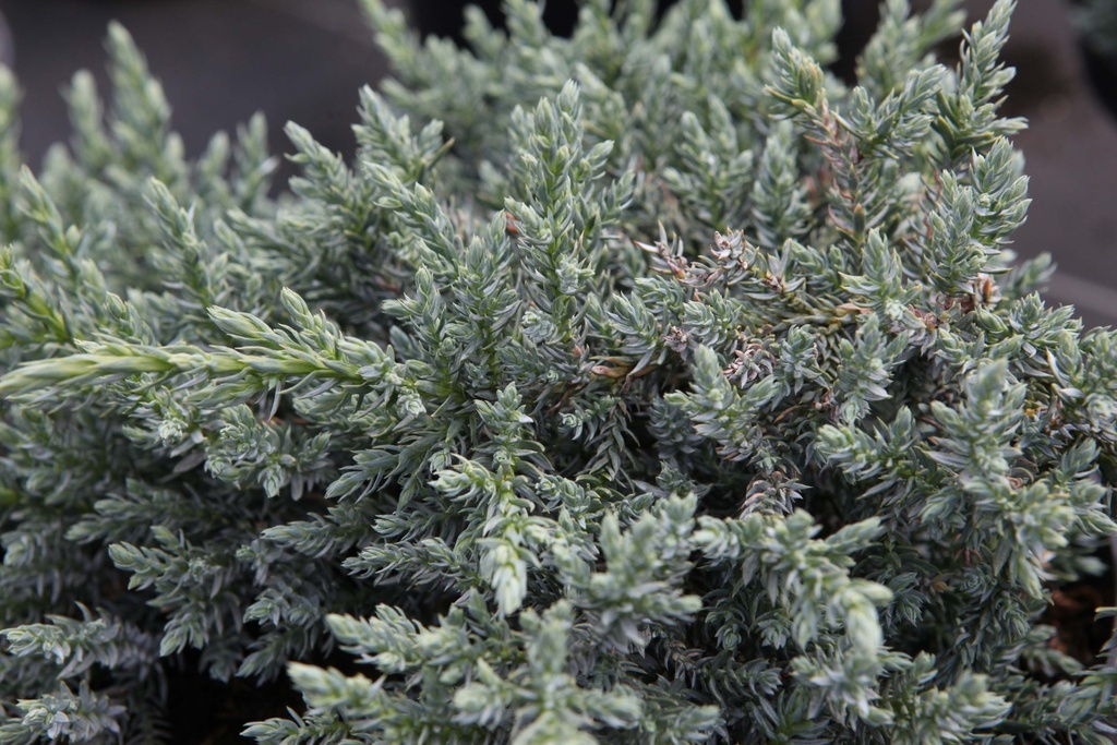 [xx] JUNIPERUS SQUAMATA TROPICAL BLUE® (Pot 2 litres, 20-25 cm)