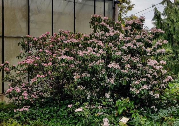 [KLA25] KALMIA LATIFOLIA (Pot 3 liter, 25-30 cm)