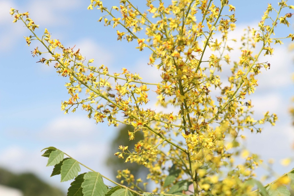 [xx] KOELREUTERIA PANICULATA (Pot, 100-125 cm)