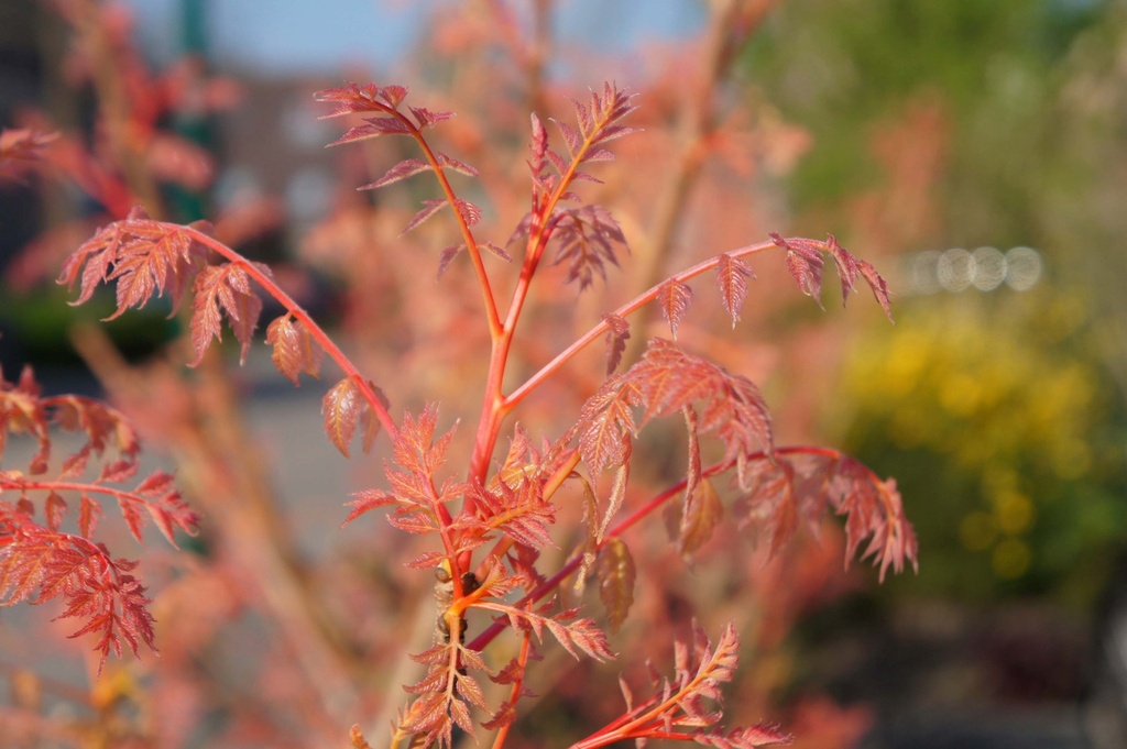 [xx] KOELREUTERIA PANICULATA 'CORAL SUN' (Pot 5 litres, 60-80 cm)