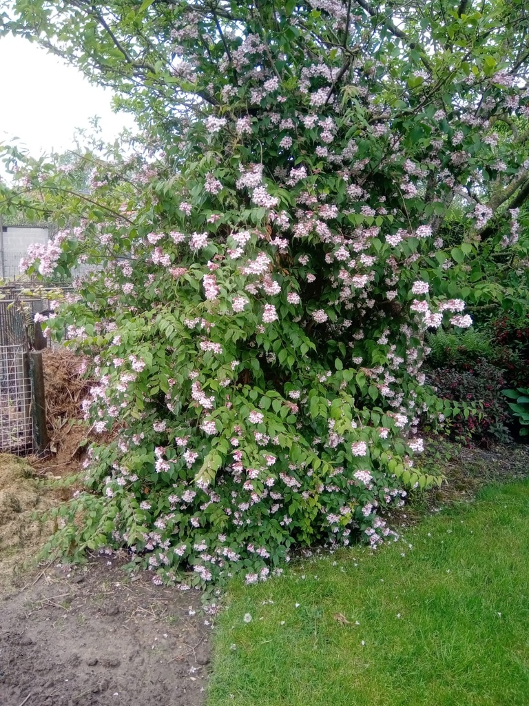[KAM40] KOLKWITZIA AMABILIS (Pot 3 liter, 40-50 cm)