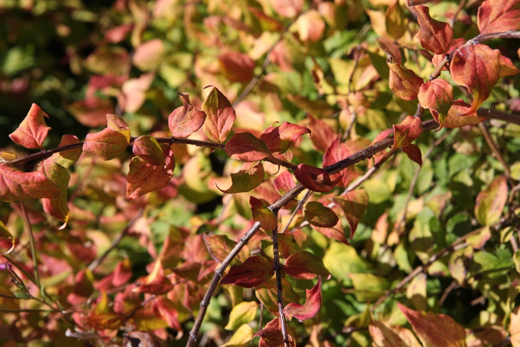 [xx] KOLKWITZIA AMABILIS 'MARADCO' (Pot 3 liter, 40-50 cm)