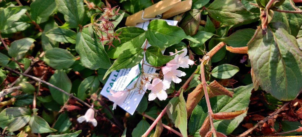 [KAPCL40] KOLKWITZIA AMABILIS 'PINK CLOUD' (Pot 3 liter, 40-50 cm)