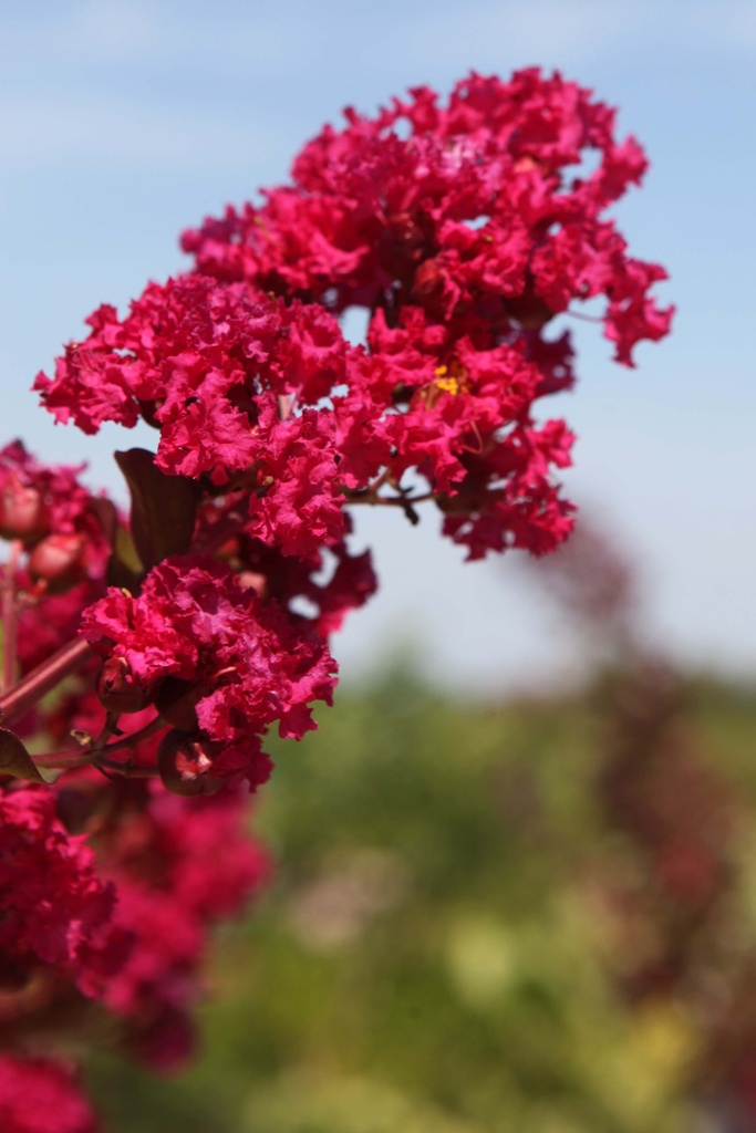 [xx] LAGERSTROEMIA INDICA BRAISE D'ÉTÉ (Pot, 125-150 cm)