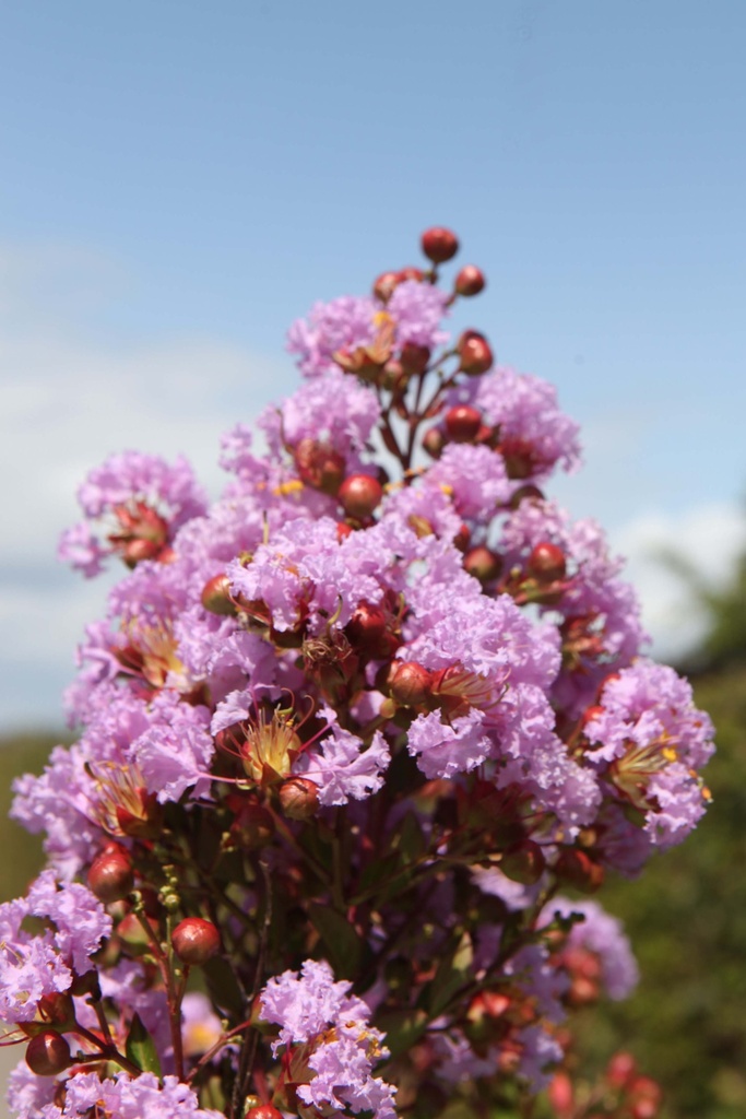 [xx] LAGERSTROEMIA INDICA CAMAIEU D'ÉTÉ (Pot, 125-150 cm)