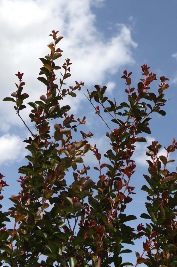 [LIDY200C] LAGERSTROEMIA INDICA 'DYNAMITE' (Pot, 200-250 cm)