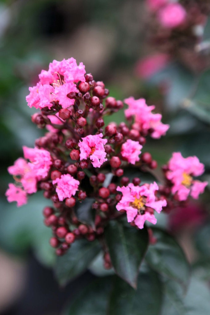 [xx] LAGERSTROEMIA INDICA FIRST EDITIONS® 'CORAL MAGIC' (Pot 10 liter, 50-60 cm)