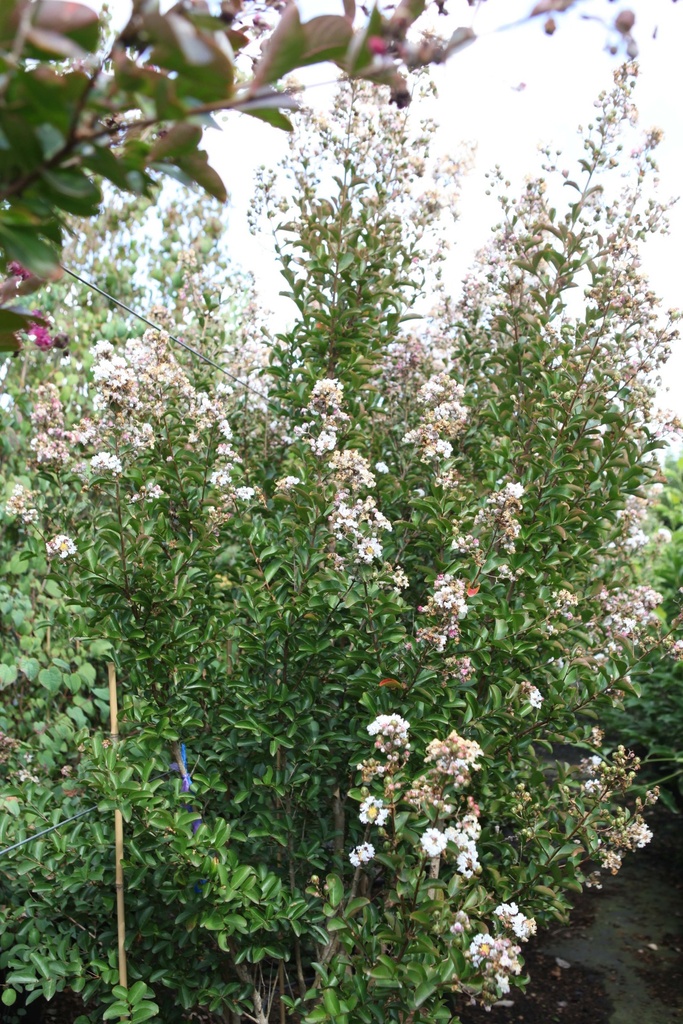 LAGERSTROEMIA INDICA 'NEIGE D'ÉTÉ'