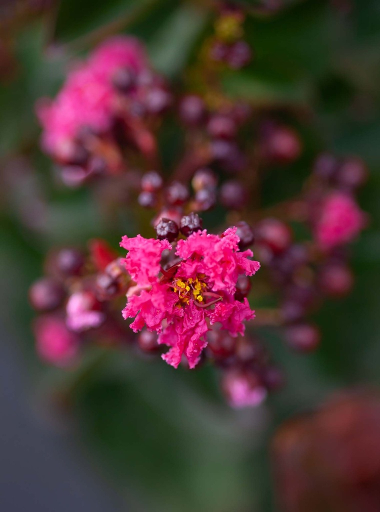 [xx] LAGERSTROEMIA INDICA 'PINK VELOUR' (Pot 10 litres, 80-100 cm)